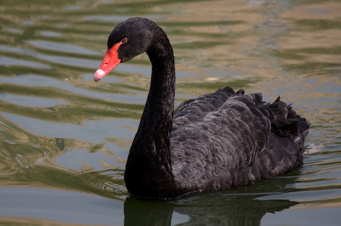 Black swans: rare, but catastrophic. One in six major IT projects go 200% over budget